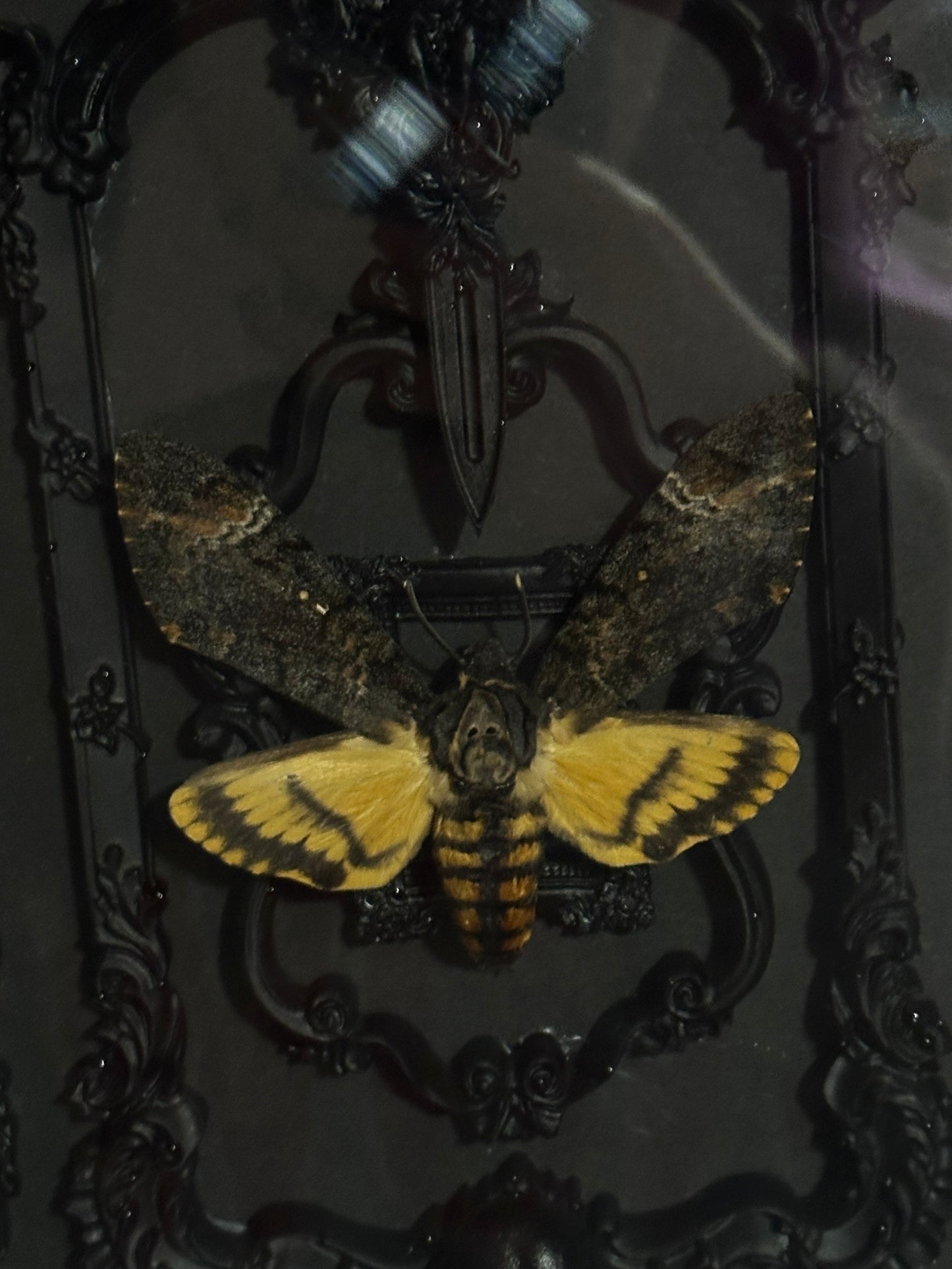 Rahmen „Skull Moth No.2“