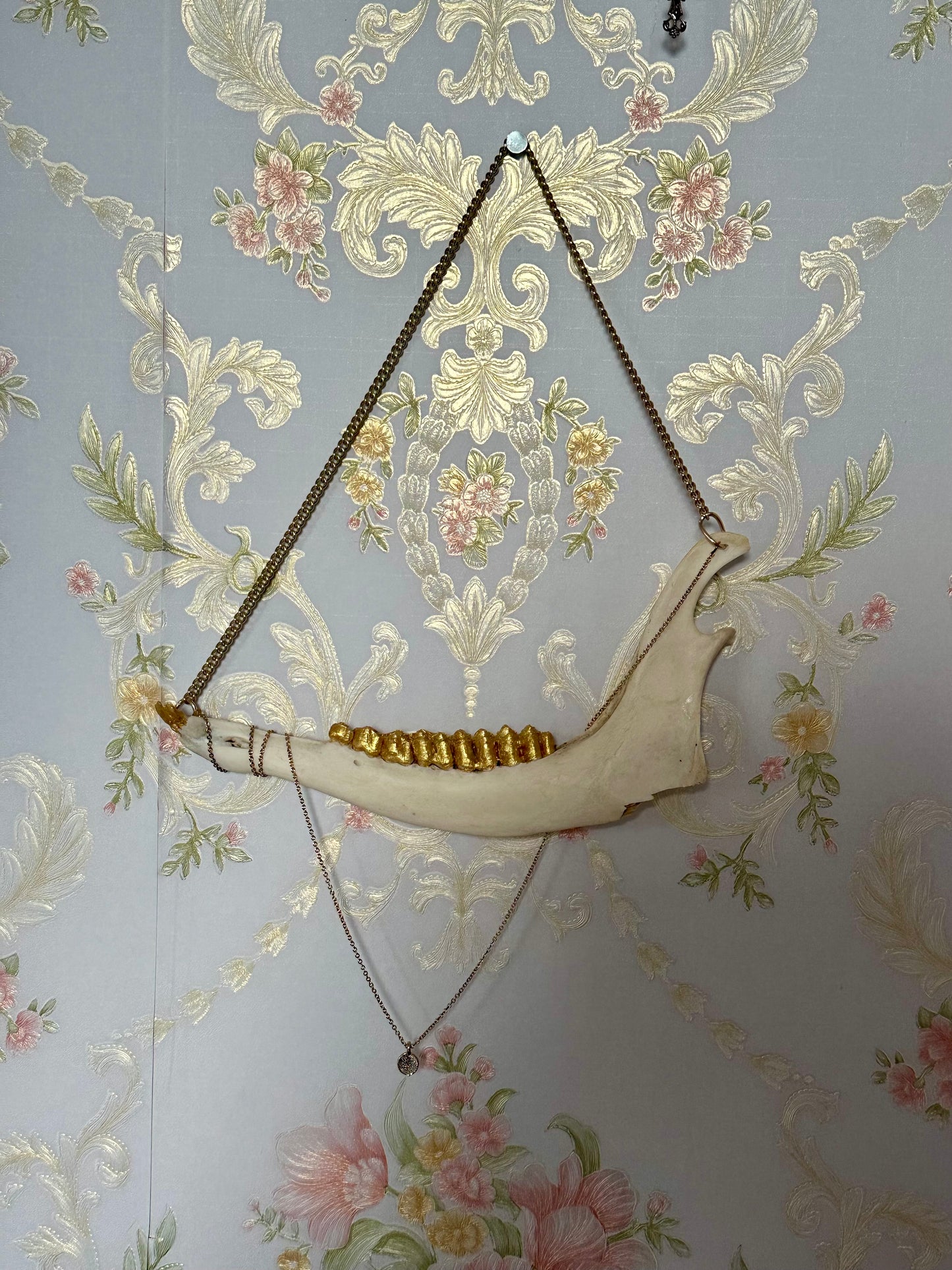 Echter Kieferknochen Wandschmuck