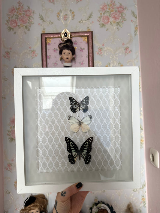 Großer Rahmen mit echten Schmetterlingen