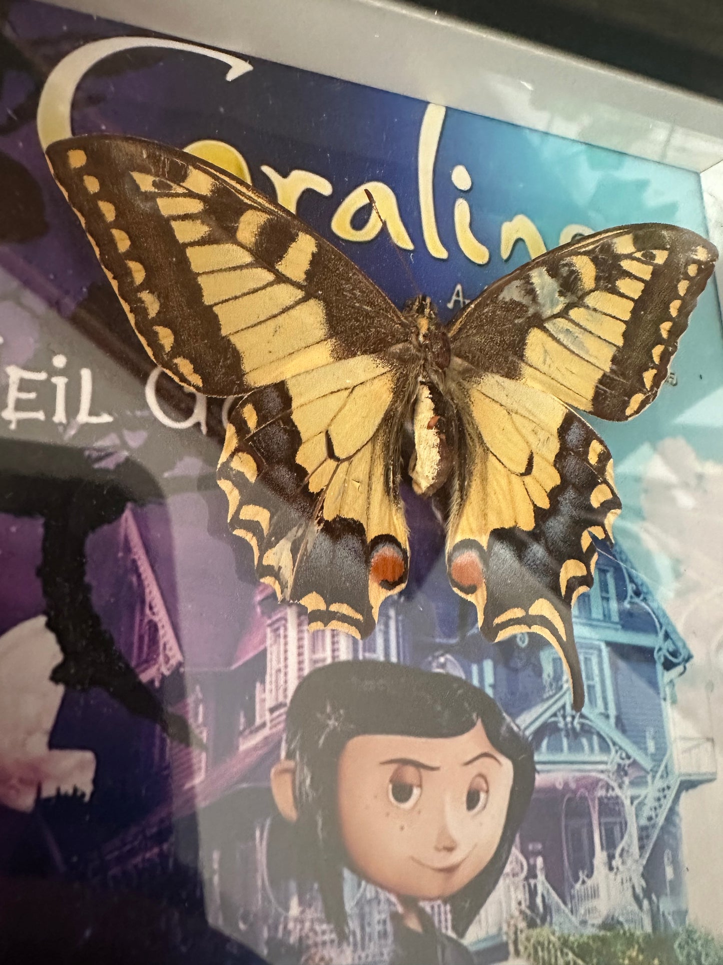 Rahmen mit echtem Schmetterling "Coraline" Halloween