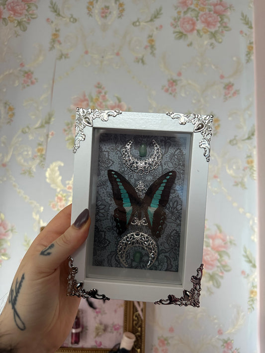 Rahmen mit echtem Schmetterling