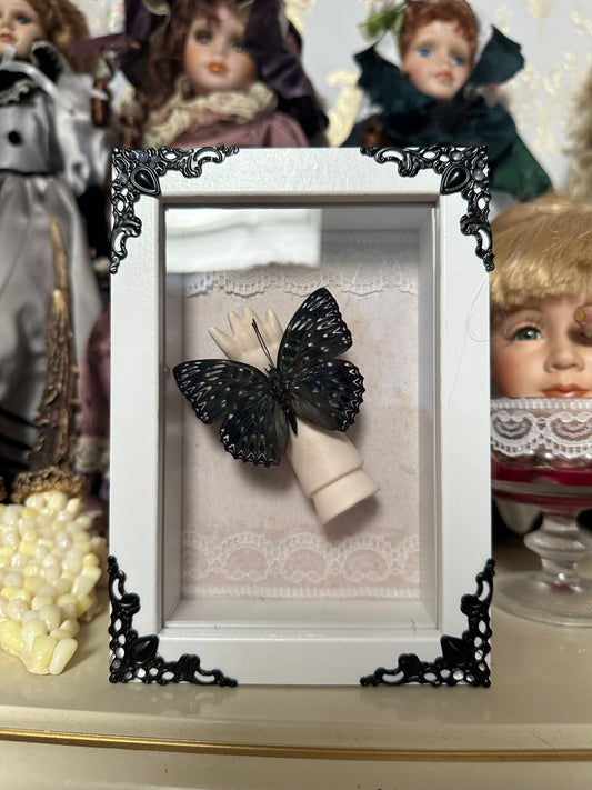 Rahmen mit echtem Schmetterling