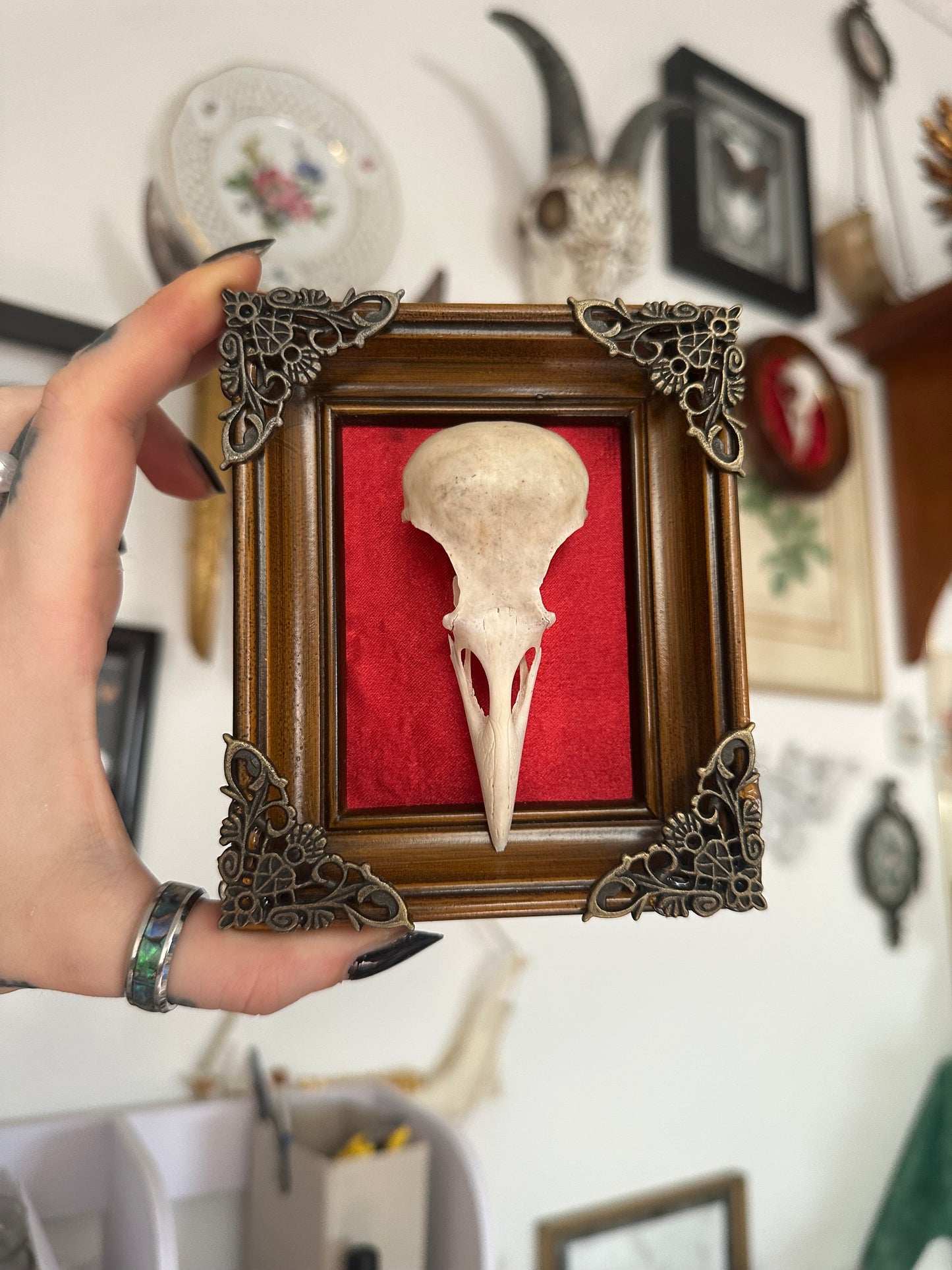 Rahmen mit echtem Vogelschädel