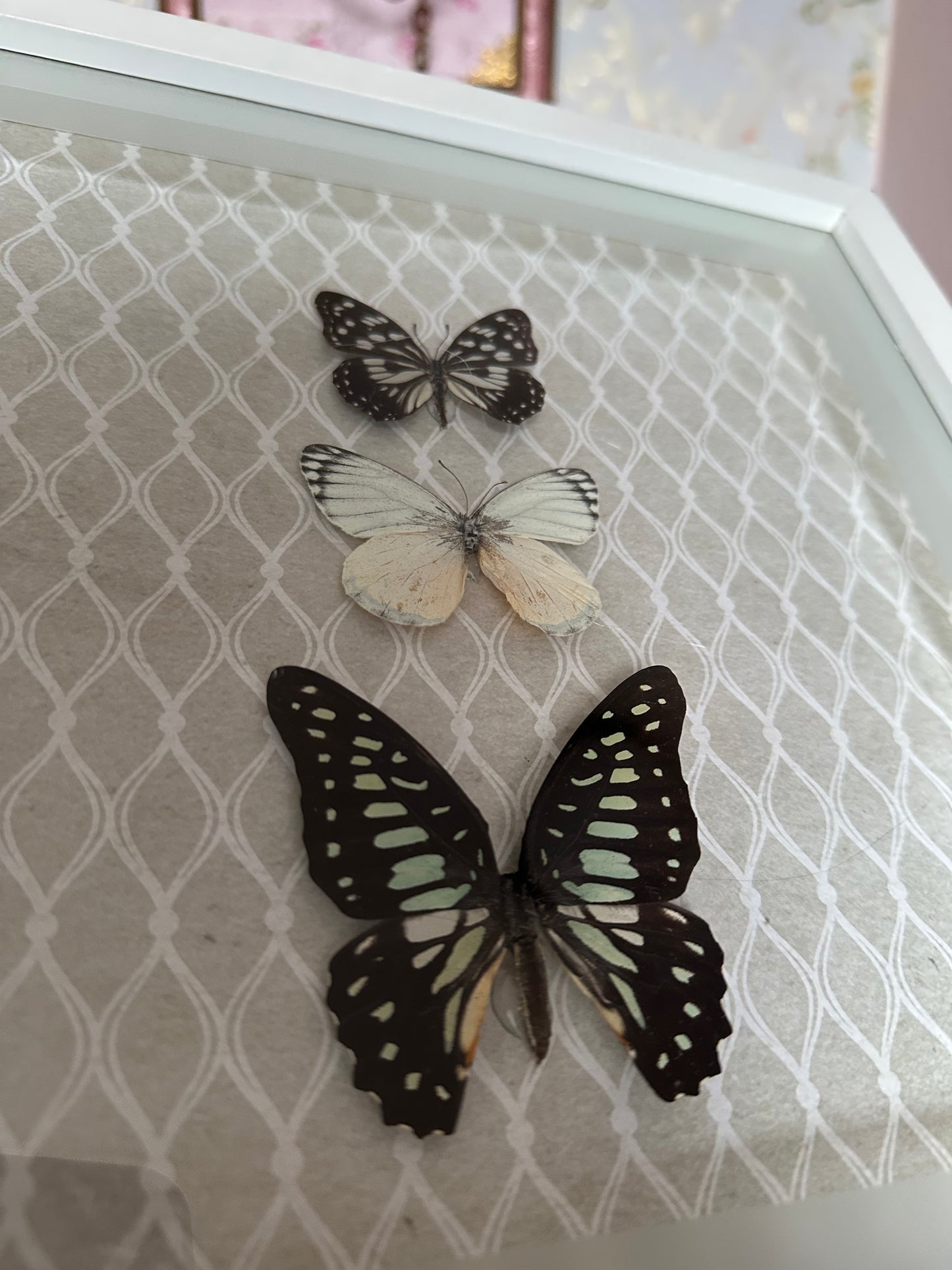 Großer Rahmen mit echten Schmetterlingen