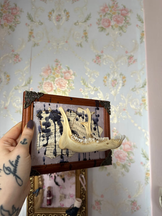 Rahmen mit echten Kieferknochen