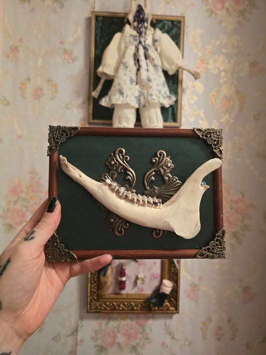 Rahmen mit echtem Kieferknochen