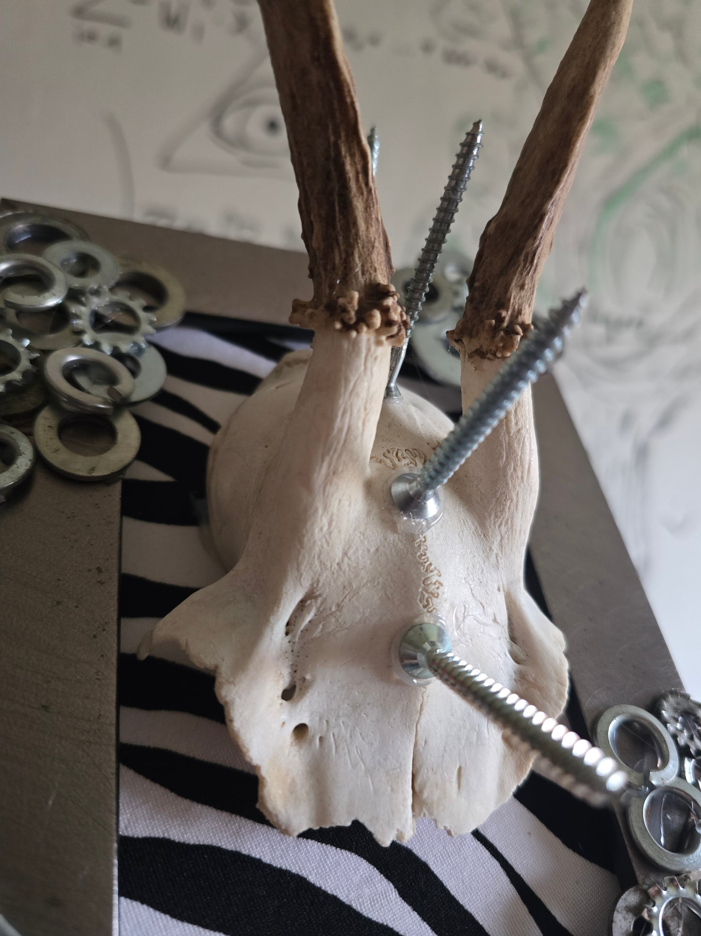 Echtes Geweih mit Schrauben