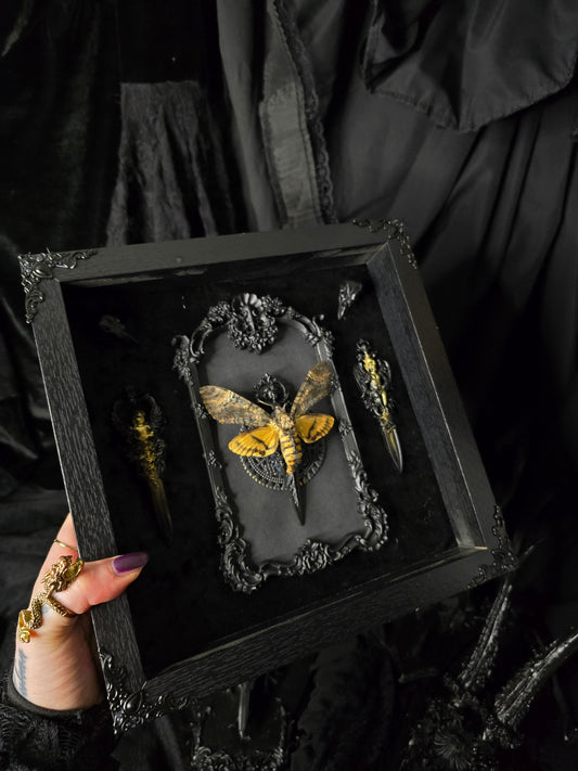 Rahmen mit echtem Totenkopf Schwärmer aus Ornamenten aus Epoxidharz