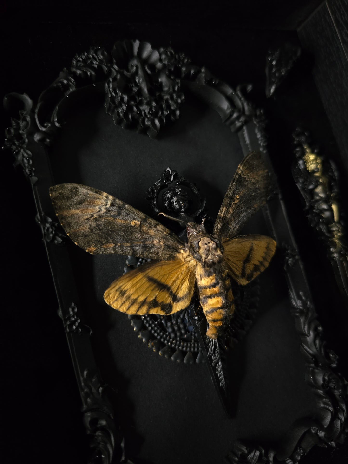 Rahmen mit echtem Totenkopf Schwärmer aus Ornamenten aus Epoxidharz